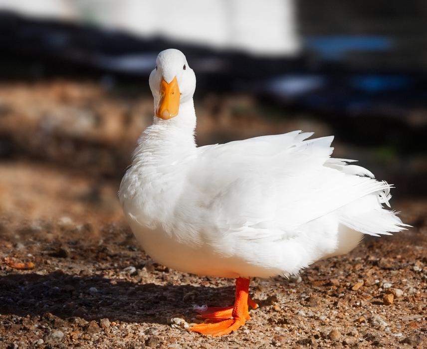 Long island Pekin Duck bird