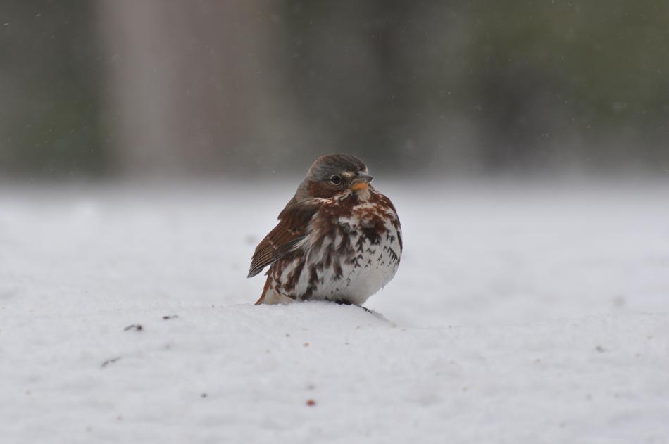 Sparrow Winter Fox