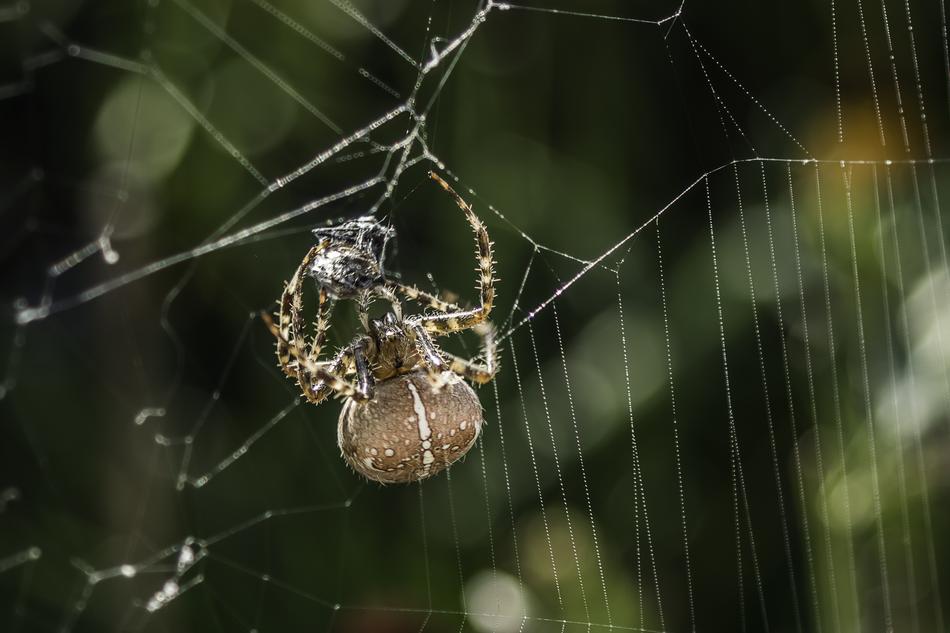 Araneus Spider Cobweb