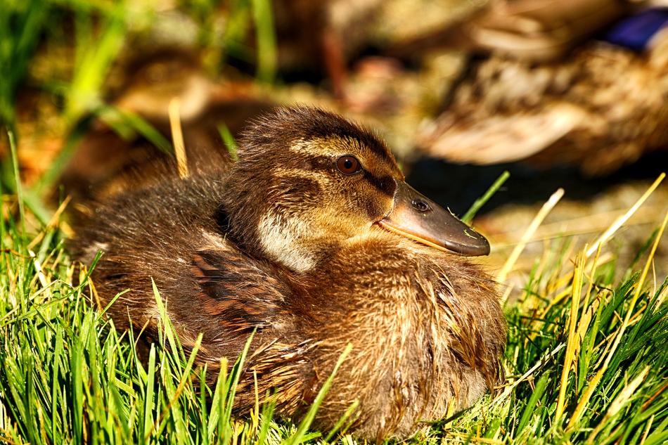 cute duck in the grass