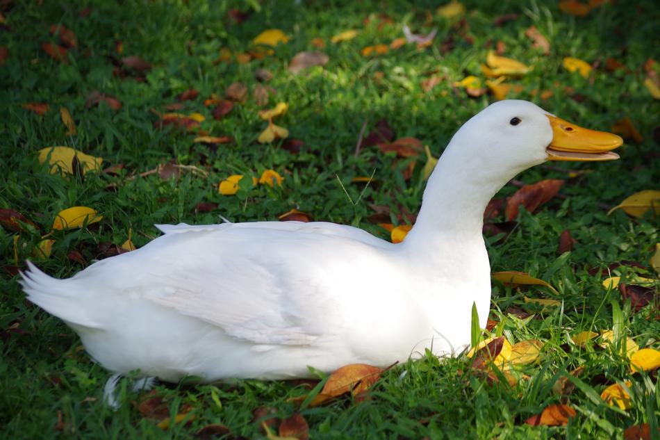 Goose Bill Bird