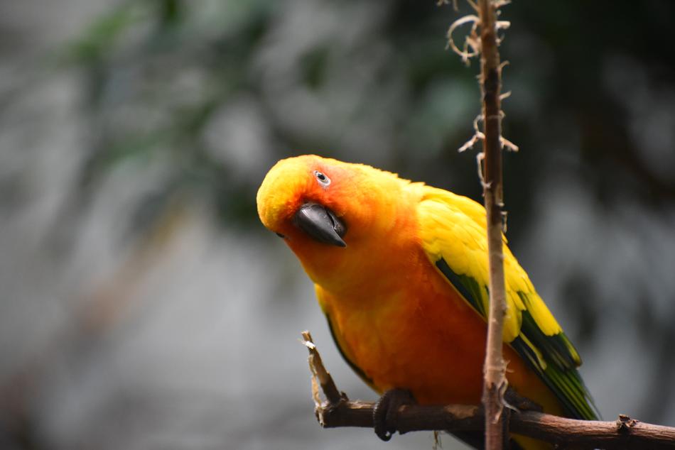 colored funny parrot
