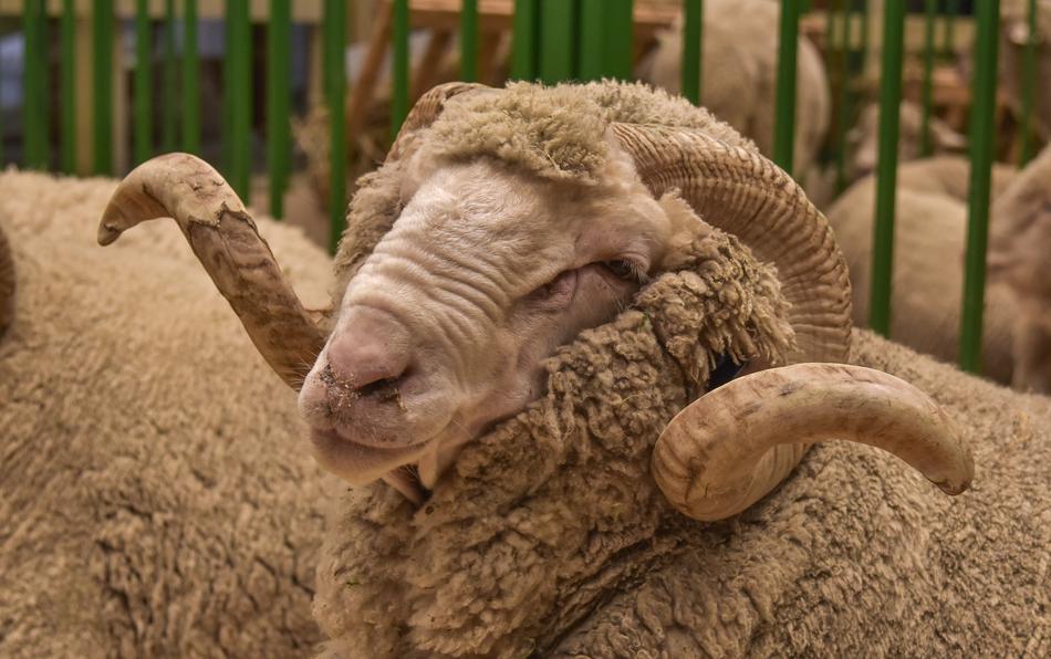 sad sheep in the pen