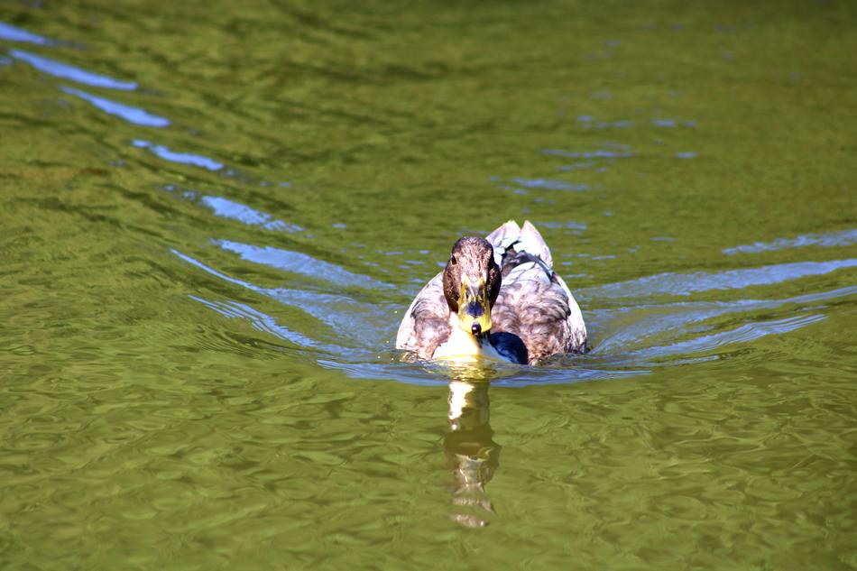 Duck Water Swim