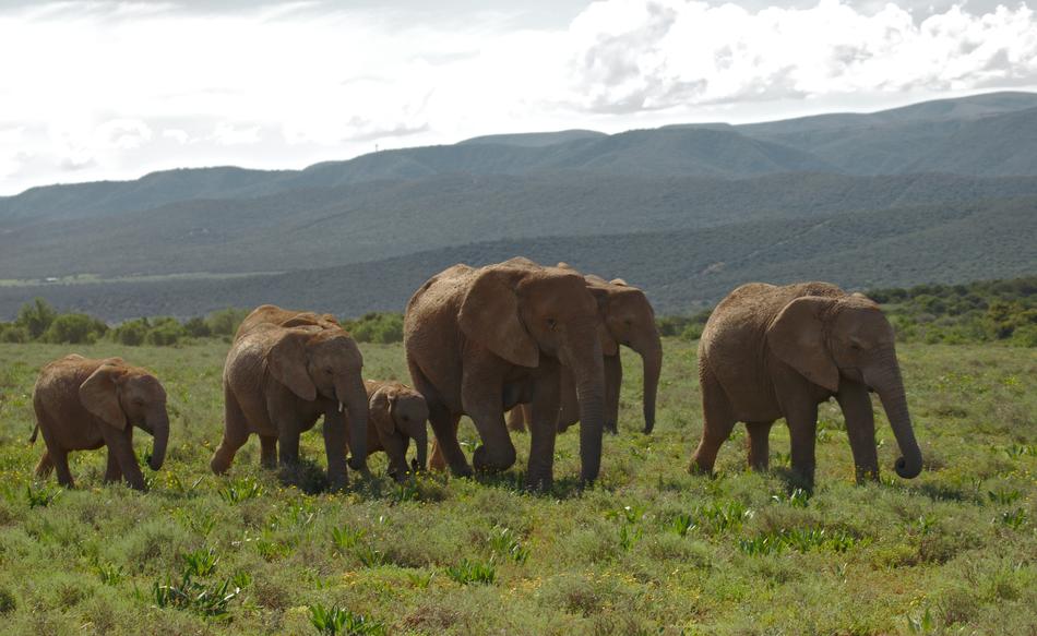 Elephant Young Old