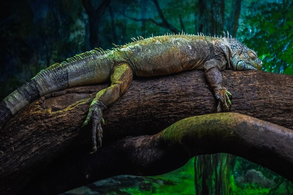 Green Iguana Reptile