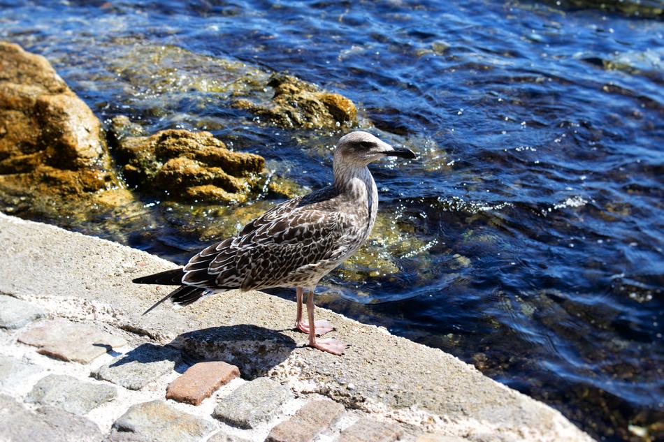 Seagull Water Stones Paving