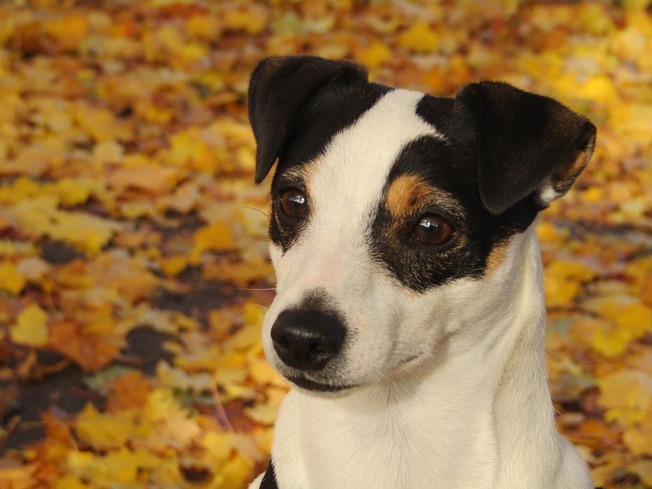 Jack Russel Dog Fall Yellow