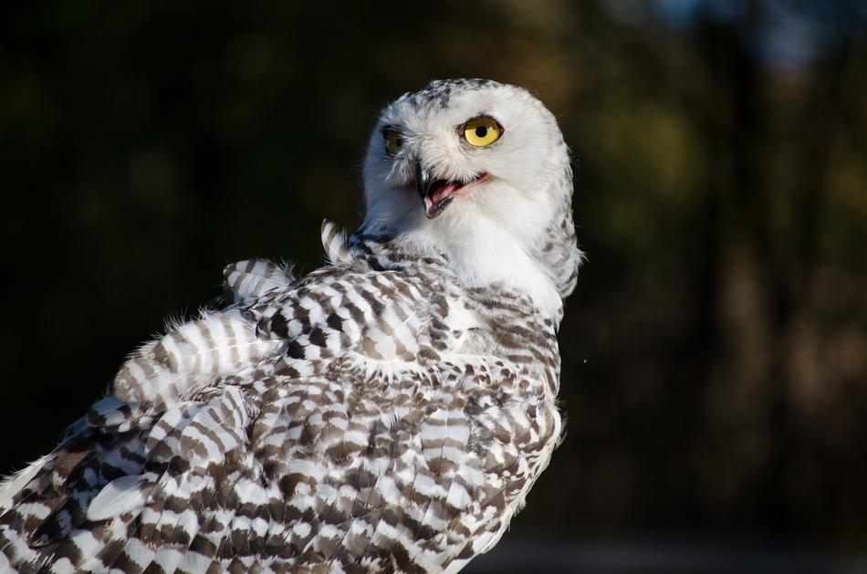 Bird Falconry Zoo