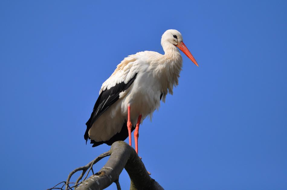 Stork Wading Bird Animal Ciconia
