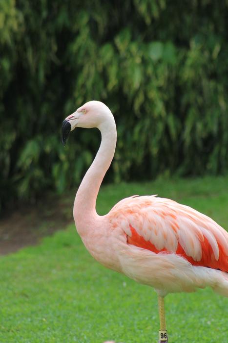 feathered pink flamingo