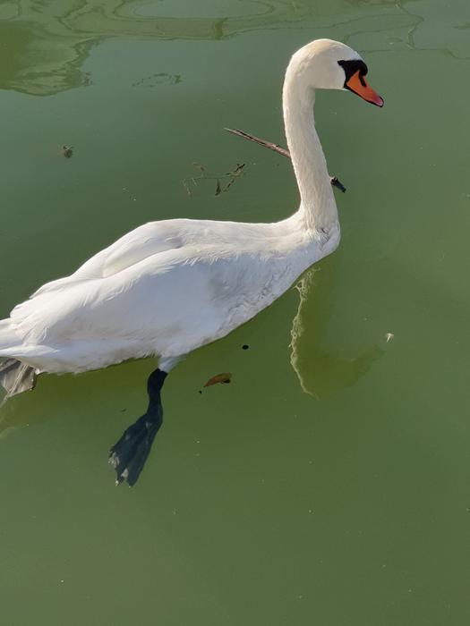 Swan Water macro nature