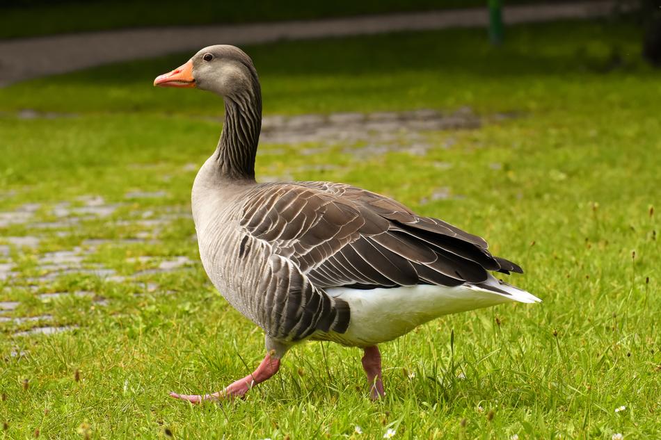 Goose Wild Water Bird walking on grass