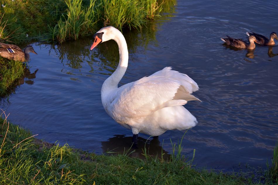 Swans Bird by Water