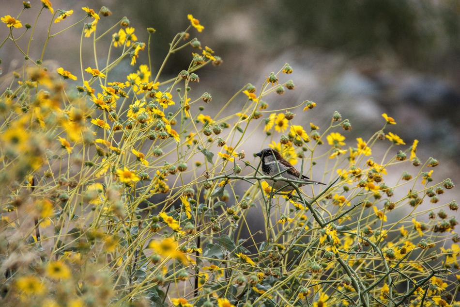 Bird Bush Nature