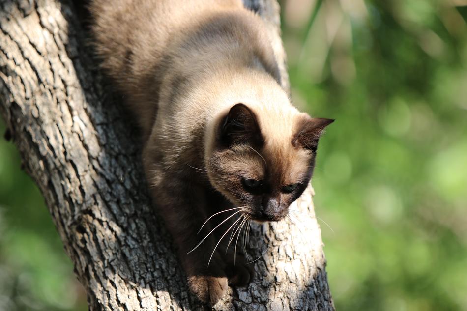 little cat comes down a tree