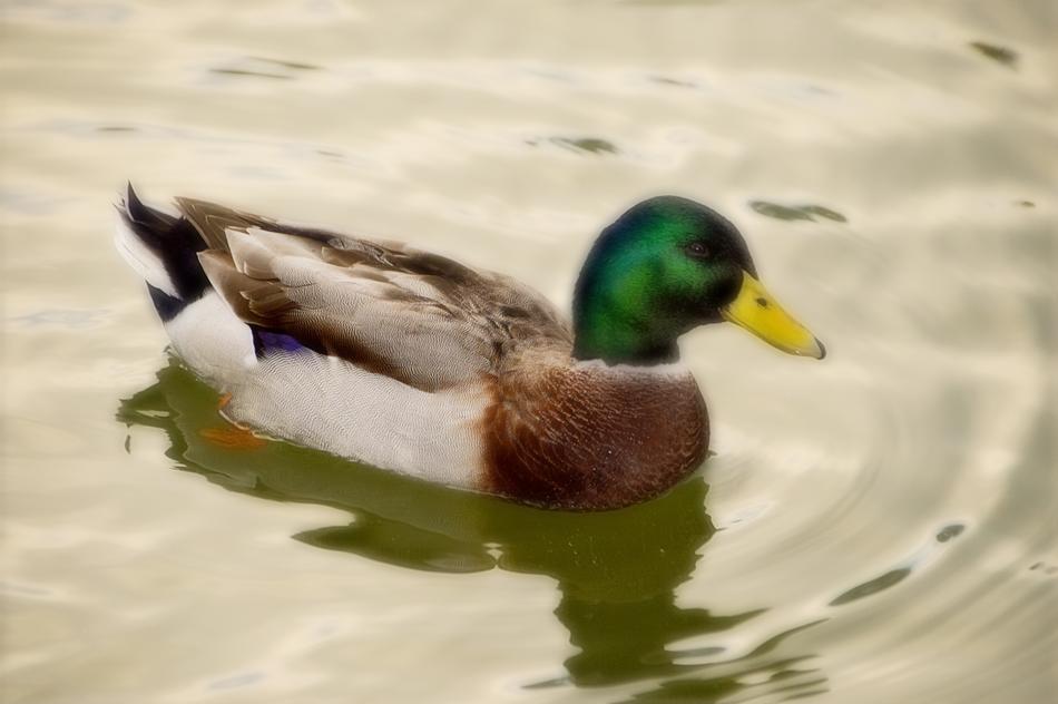Bird Mallard Duck