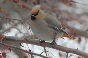 Bird Spring