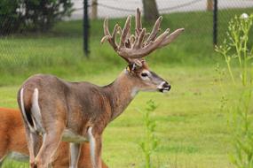 Whitetail Deer Animal Antlers