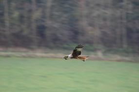 the duck flies over the field
