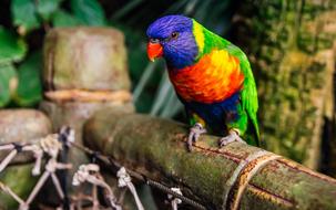 a colored parrot on a branch in the trees