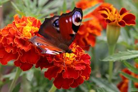 butterfly on a beautiful red flower