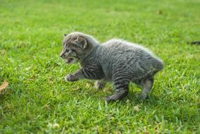 kitten grass hunting game