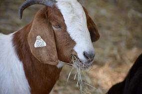 cute goat eating grass