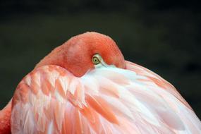 flamingo bird cleans feathers