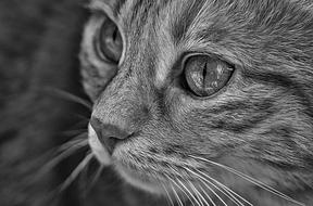 the cat looks forward