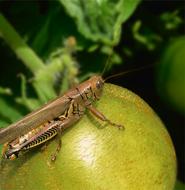 a grasshopper on an apple