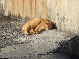 sleeping red cat by the wall