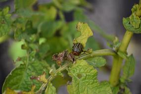 a beetle on a green branch