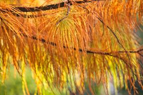 Cypress Bright Autumn