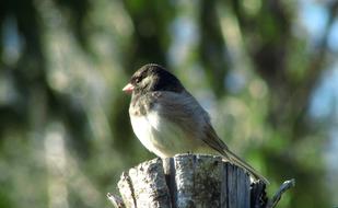 a small bird on a pole