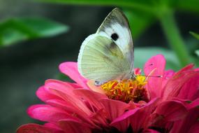 a green butterfly on a pink flower