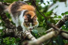 a cat crawling on a tree