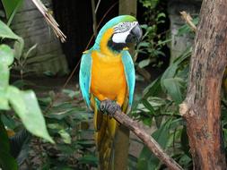 the parrot is big in the trees