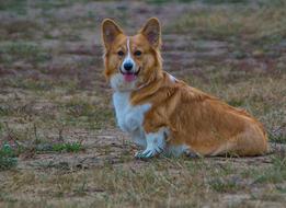 the puppy is sitting on the field