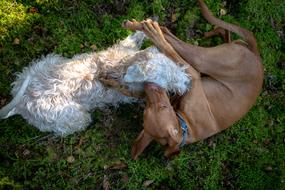 two dogs sleeping with each other