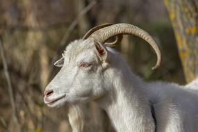 white goat with horns