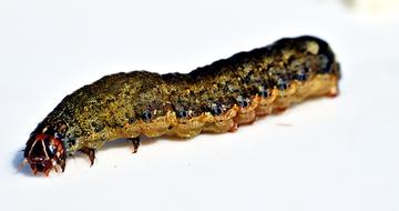caterpillar yellow type