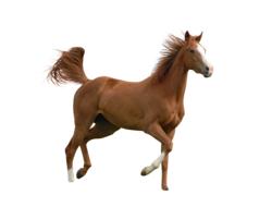 brown horse on a white background