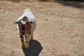 goat in the village