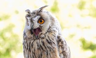 the screaming owl