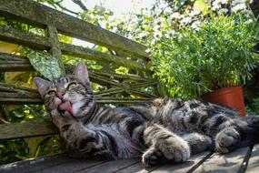 cat leg rest