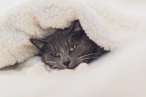 a black cat in a white blanket