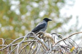 black bird in the trees