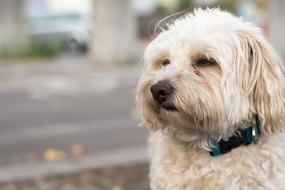 cute dog fluffy eyes