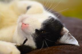 the cat sleeps sweetly